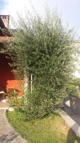 a large tree sitting on the side of a sidewalk at B&b la valletta in Serravalle Scrivia