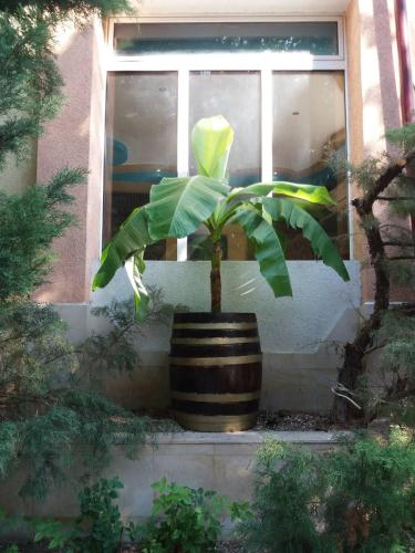 a plant in a pot in front of a window at Vida Family Hotel in Vidin