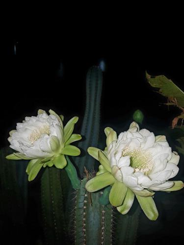 two white flowers on top of a cactus at Vaea Hotel Samoa in Apia