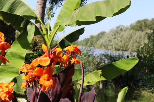 a bunch of flowers with a river in the background at Clos Bernon in Libourne