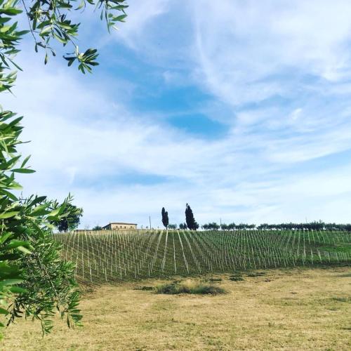 a fence in front of a field of grapes at Azienda Agricola Perconti in Cellino Attanasio