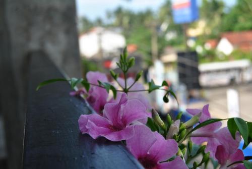 a bunch of purple flowers sitting on a bench at The Canoe in Negombo