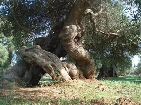 Fotografie z fotogalerie ubytování Perla del Salento v destinaci Otranto