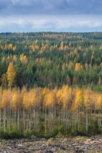an autumn view of a forest with colorful trees at Visit Hautakylä in Hautakylä