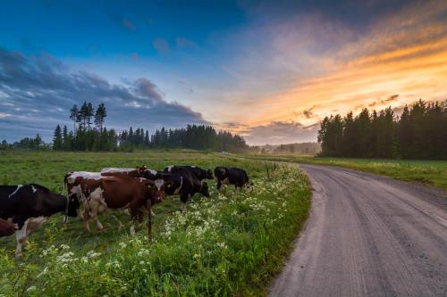 a herd of cows standing in a field next to a road at Visit Hautakylä in Hautakylä