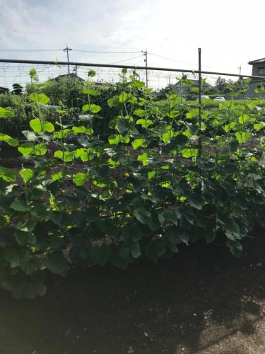 a large field of plants with green leaves at Kizuna no Ie in Uozu