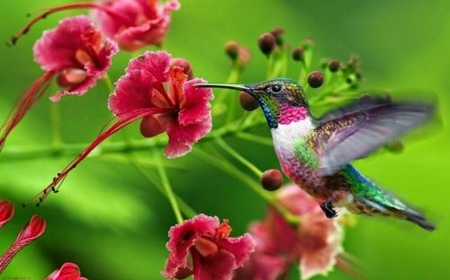 a hummingbird is perched on a pink flower at Maison Petit Paradis in Basse-Terre