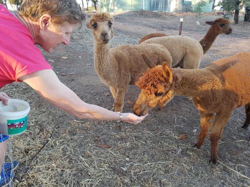 Animales en el bed & breakfast o alrededores