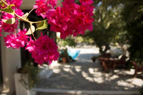 a bunch of pink flowers hanging from a building at Esperides Hotel in Myrtos