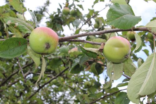 two apples on a branch of an apple tree at Naturparadies Silvia in Alberschwende