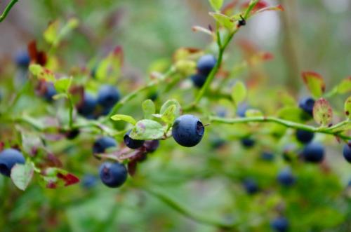 a bunch of blue berries on a plant at GuestHouse Arctic Heart in Rovaniemi
