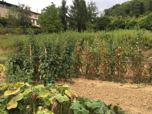 a garden with lots of plants in a field at Villa Baronzola in Montevarchi