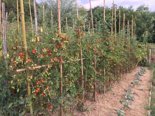 a row of tomato plants in a garden at Villa Baronzola in Montevarchi