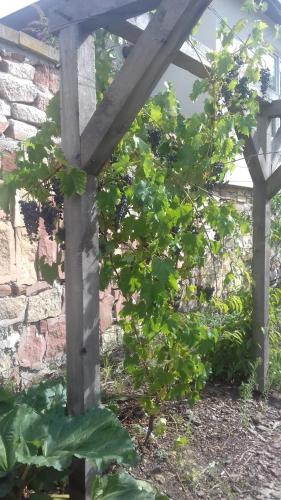a wooden pergola in front of a bush at Aux vignes in Wissembourg