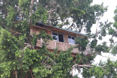 a tree house in a tree at Yala Dream Park in Yala