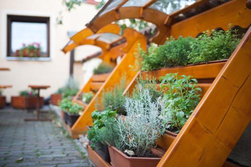 a display of potted plants in a greenhouse at Hostinec u Hromadov - ubytovanie v súkromí in Rajecká Lesná