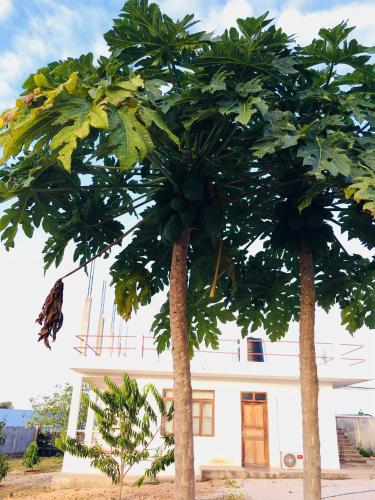 Gallery image of Kendwa Modern Flats - WAMBAA GARDEN in Kendwa