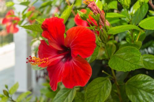 a red flower on a plant with green leaves at Dionos Villa with Jacuzzi in Asos