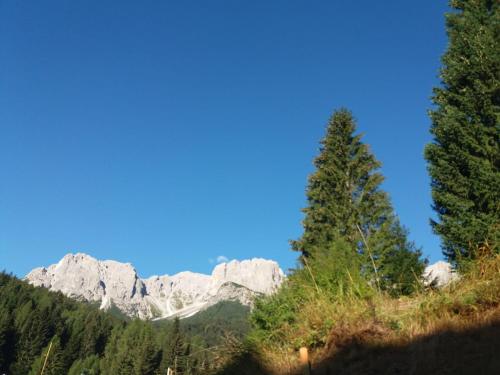 a pine tree in front of a mountain at B&B Al Castel in Padola
