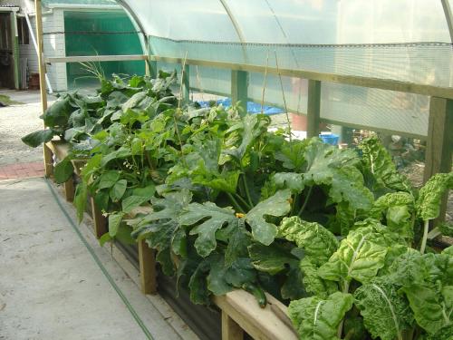 a bunch of green plants in a greenhouse at Awatuna Homestead in Awatuna