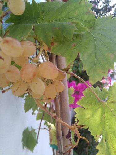 a bunch of grapes hanging from a tree at Doron Hotel Delfini in Naxos Chora