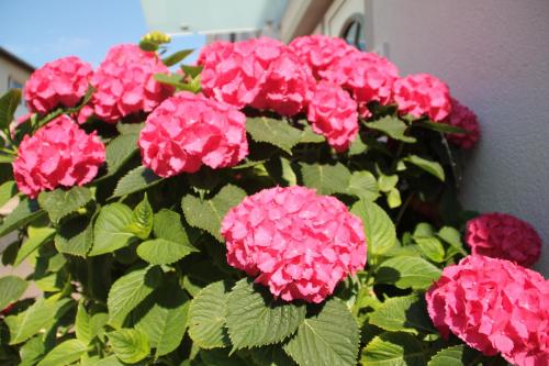 a bunch of pink flowers in a plant at Hotel Meerzeit Binz in Binz