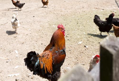 a group of chickens standing around in the dirt at Pension Berghof in Breitenbrunn