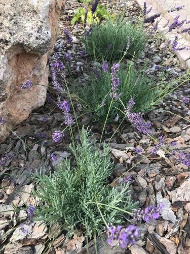 a bunch of purple flowers on the rocks at Kristály apartmanok in Kisvárda
