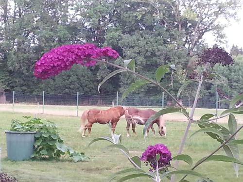 two horses grazing in a field with purple flowers at Ferienhaus Kraihof, Münchner Straße 234 in Gmund am Tegernsee