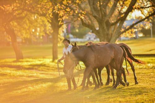 a boy is leading three horses in a field at Estancia La violeta in Chajarí