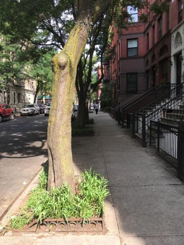 a tree on the side of a city street at NYC Townhouse Apartment in New York