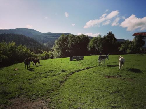 a group of horses standing in a grassy field at Agroturismo Pagoederraga in Orio