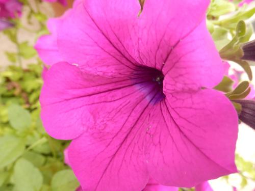 a pink flower with droplets of water on it at Hotel Alienor in Brantôme