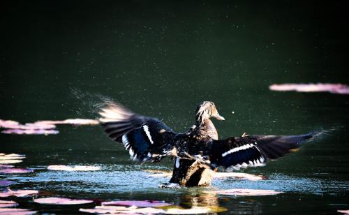 a bird spreading its wings in the water at Bambuu Lakeside Lodge in Hazyview
