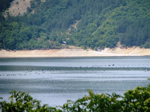 a large group of birds standing in the water at Family Hotel Saint Konstantin in Glavatartsi