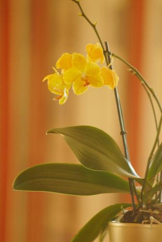 a plant with yellow flowers in a pot at Aparthotel Sunrise in Ramsau am Dachstein