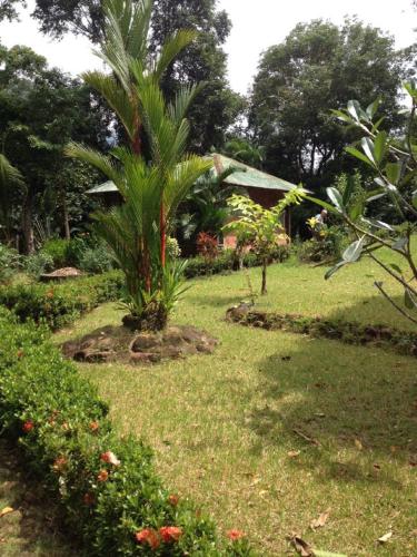 a palm tree in the yard of a house at Bambua Nature Cottages in Puerto Princesa City
