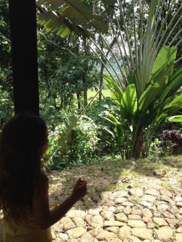 a young girl looking at a bird in a forest at Bambua Nature Cottages in Puerto Princesa City
