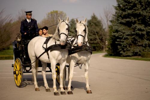 two white horses pulling a man in a carriage at Hotel Villa Majur in Subotica