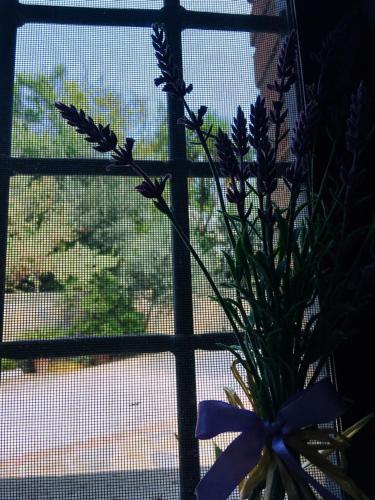 a vase with a flower in front of a window at Carretiello in Roccadaspide