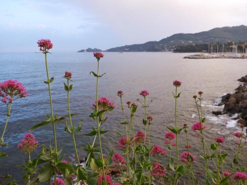 a bunch of pink flowers next to the water at Giramondo in Rapallo
