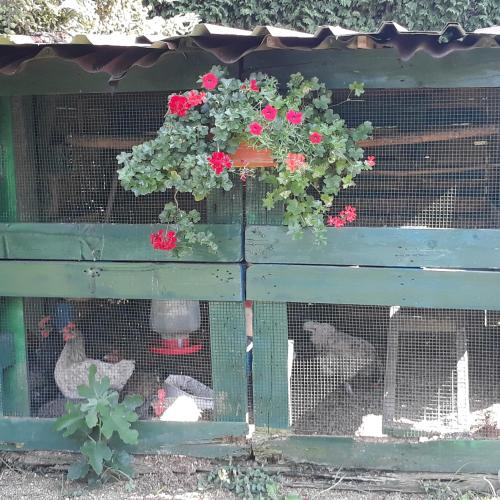 a bird cage with two chickens in it at El Atico de Villalmar in Tui
