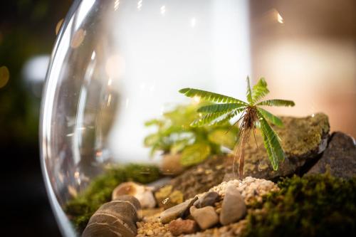 a glass bowl with a small plant on rocks at The Black Bull Inn in Sedbergh