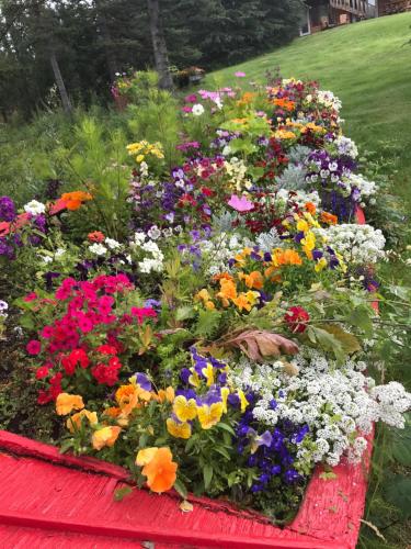 a garden of colorful flowers in a red box at Lake Louise Lodge, Alaska in Glennallen