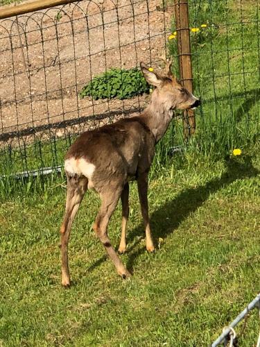 a deer standing in the grass next to a fence at Holzhaus in Hinterstoder in Hinterstoder