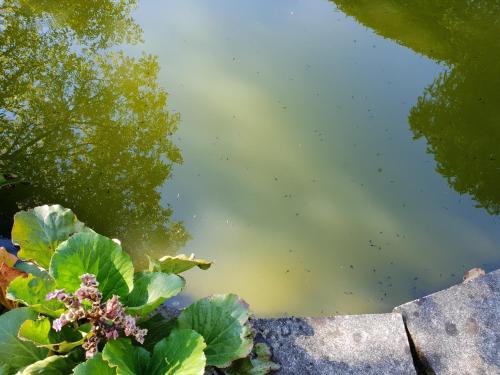 a body of water with a bunch of bees in it at Ferienwohnungen Josef & Karin Ketterl in Sachrang