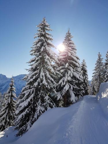 a group of snow covered trees with the sun behind them at Gästehaus Dorer Gerhard in Prägraten am Großvenediger