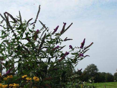 a bush with purple flowers in a field at Urlaubsdomizil im Grünen in Westerstede