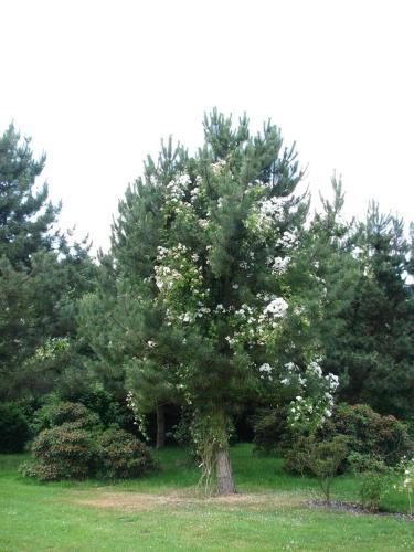 a tree with white flowers on it in a field at Urlaubsdomizil im Grünen in Westerstede