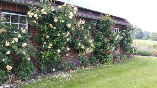 a building with roses growing on the side of it at Urlaubsdomizil im Grünen in Westerstede